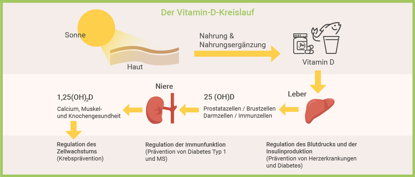 Infografik: Vitamin D Kreislauf