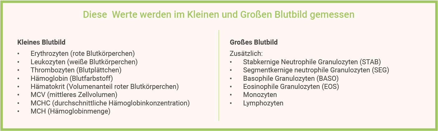 Infografik: Gemessene Werte - Kleines und Großes Blutbild