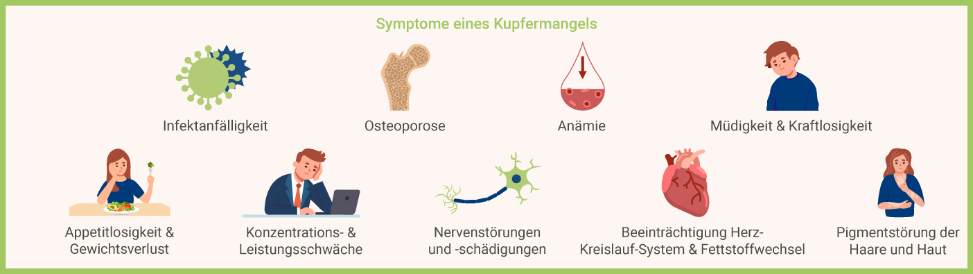 Symptome eines Kupfermangels Symptome Kupfermangel