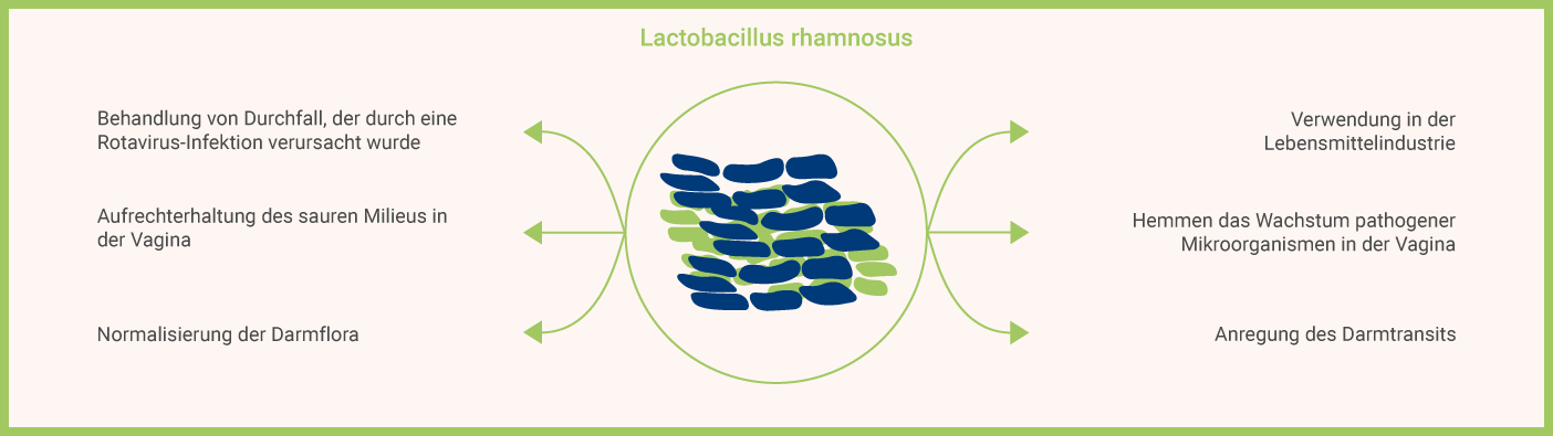 Lactobacillus rhamnosus im Überblick