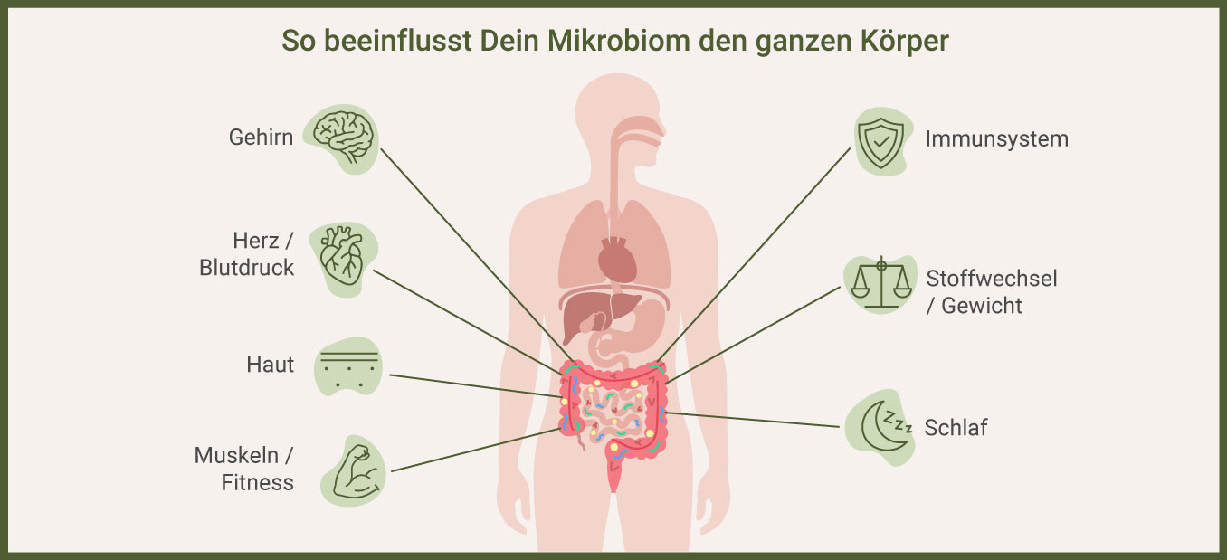 Einfluss des Mikrobioms auf den Körper - als Infografik