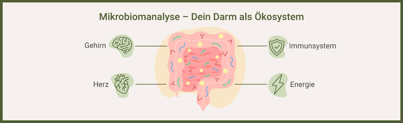 Darm als Ökosystem bei Mikrobiomanalyse - als Infografik