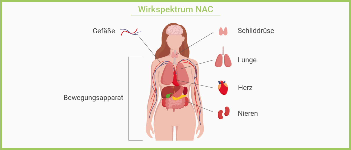 Infografik: N-Acetyl-Cystein Wirkung