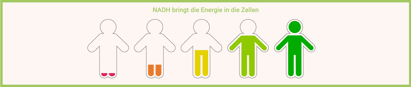 NADH als Energiebooster NADH als Energiebooster