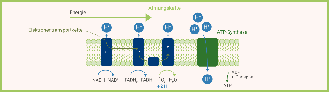 Atmungskette Nicotinamid-Adenin-Dinukleotid-Hydrid