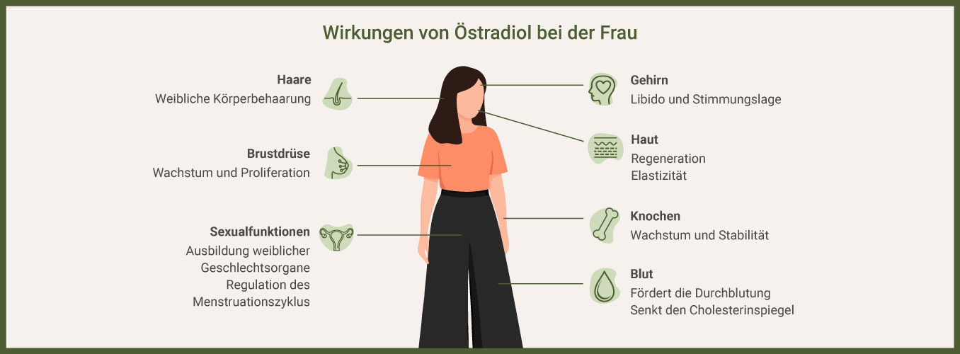 Wirkung von Östradiol bei Frau in Wechseljahre - Infografik