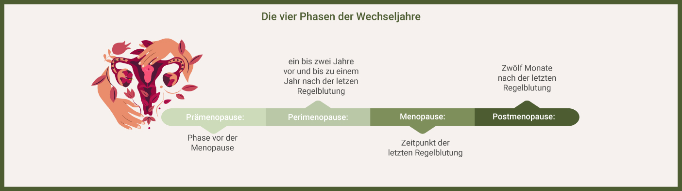 Die vier Phasen der Wechseljahre Infografik: vier Phasen der Wechseljahre