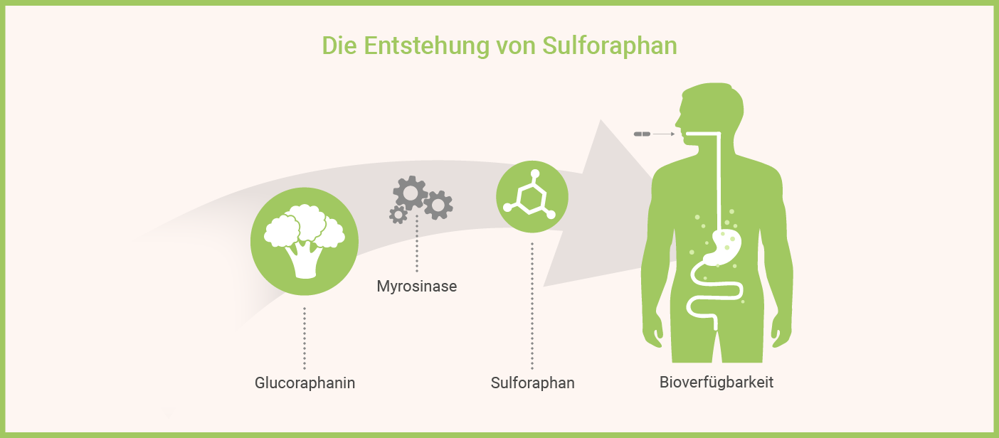 Infografik: Sulforaphan Wirkung