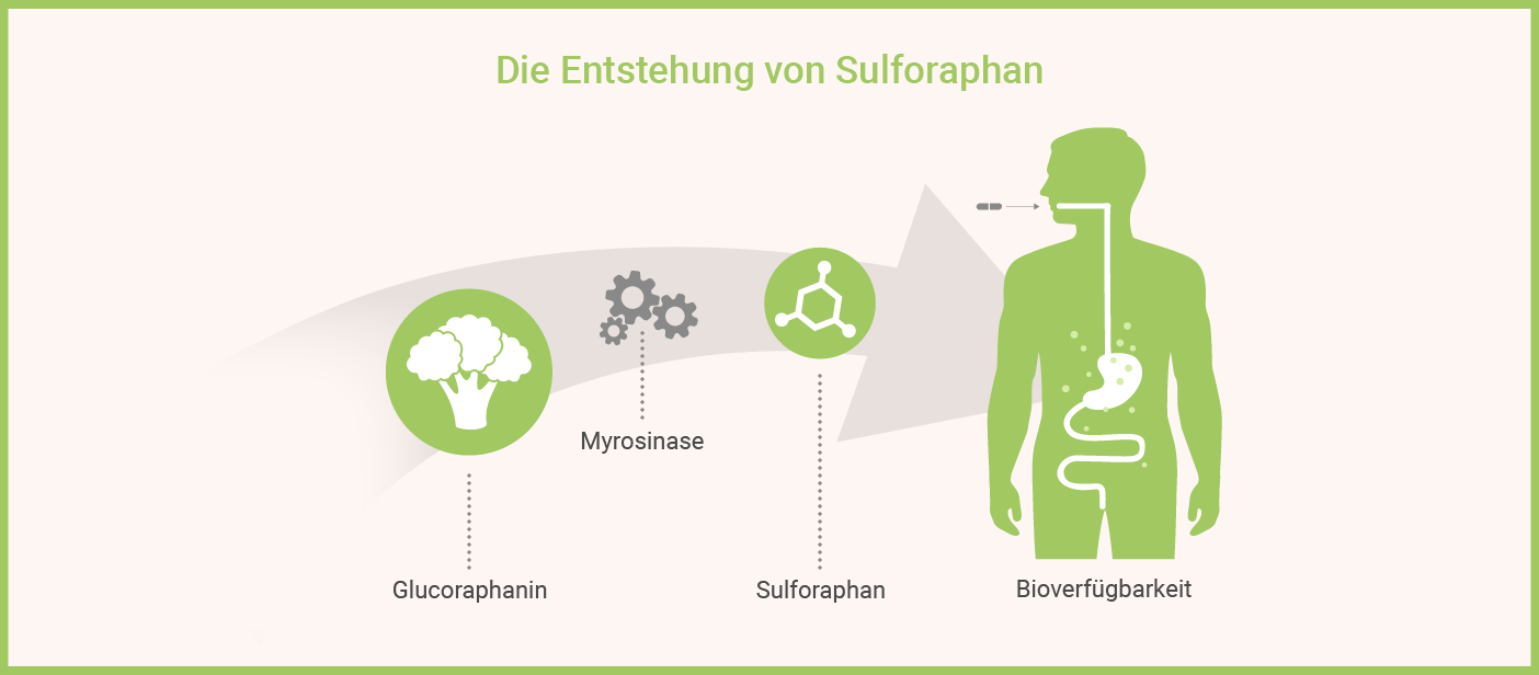 Sulforaphan Wirkung Infografik: Sulforaphan Wirkung