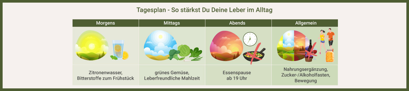 Infografik: Tagesplan - so stärkst Du Deine Leber