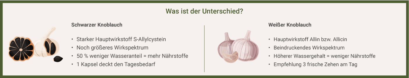 Unterschiede zwischen schwarzem und weißem Knoblauch Unterschiede schwarzer und weißer Knoblauch