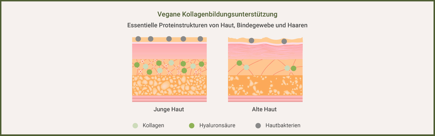 Vegane Kollagenbildungsunterstützung Infografik: Vegane Kollagenbildung ist