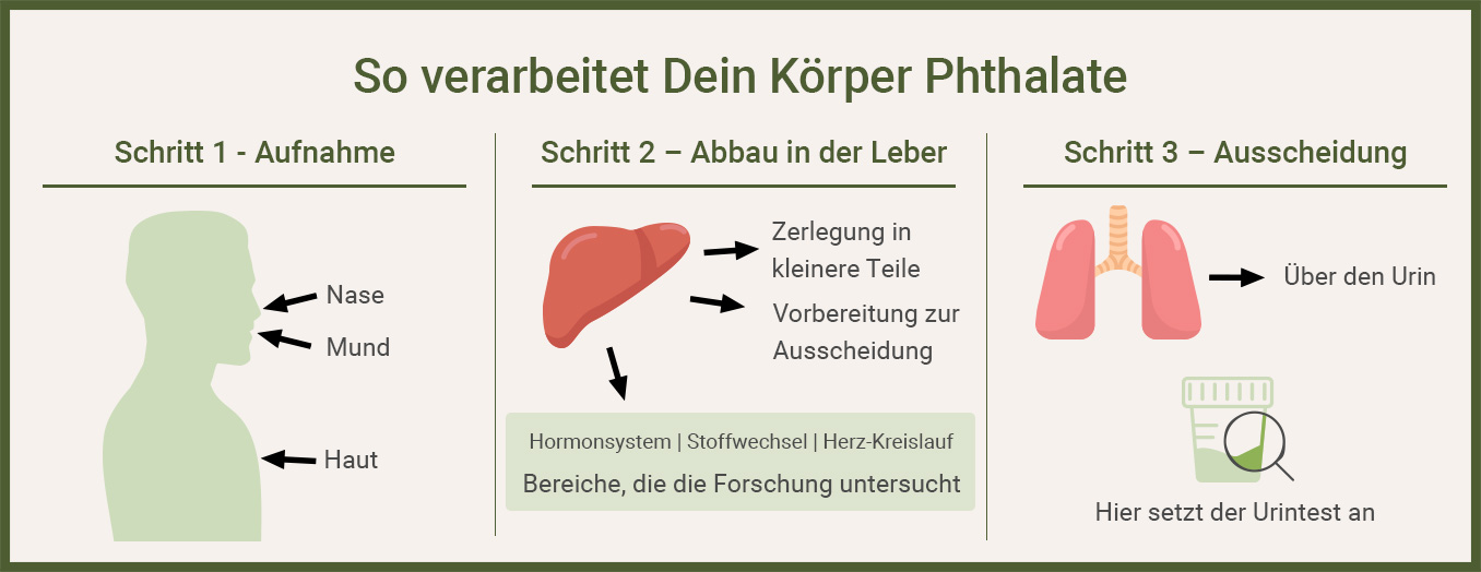 Infografik zeigt die Verarbeitung von Weichmachern im Körper