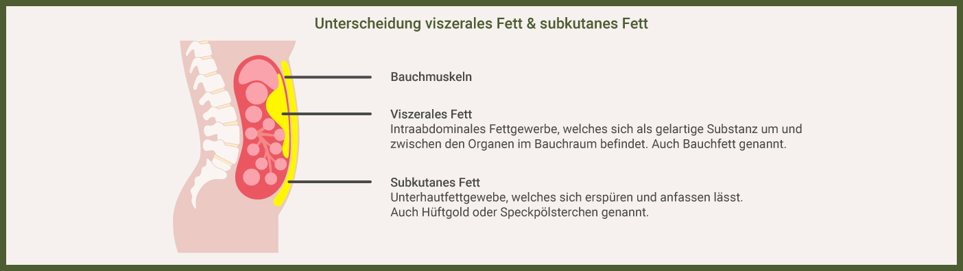 Unterscheidung viszerales Fett & subkutanes Fett viszerales