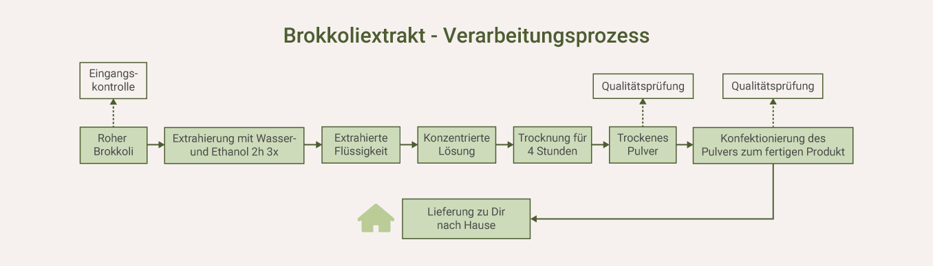 Brokkoliextrakt - Verarbeitungsprozess