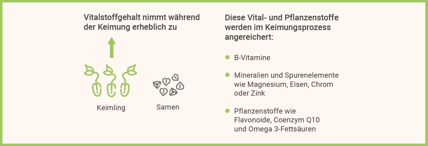 Buchweizen Keimung Infografik: Buchweizen Keimung