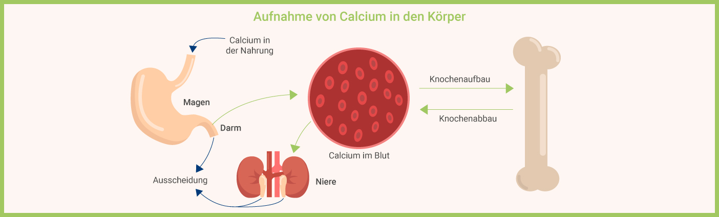 Calcium Einnahme - Aufnahme in den Körper