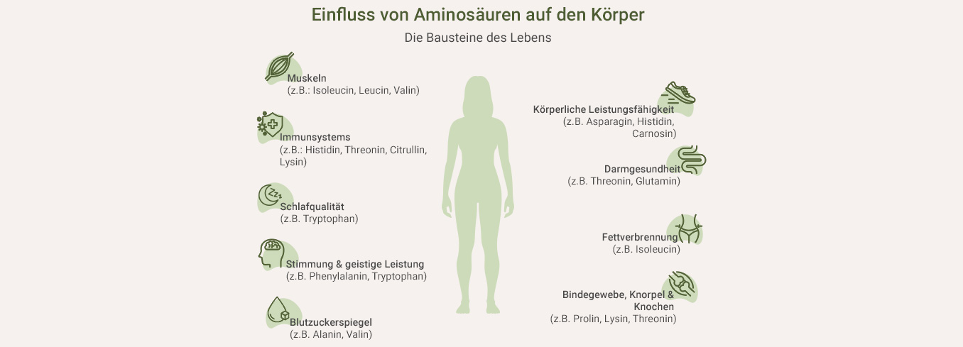 Aminogramm, Einfluss Aminosäuren - als Infografik