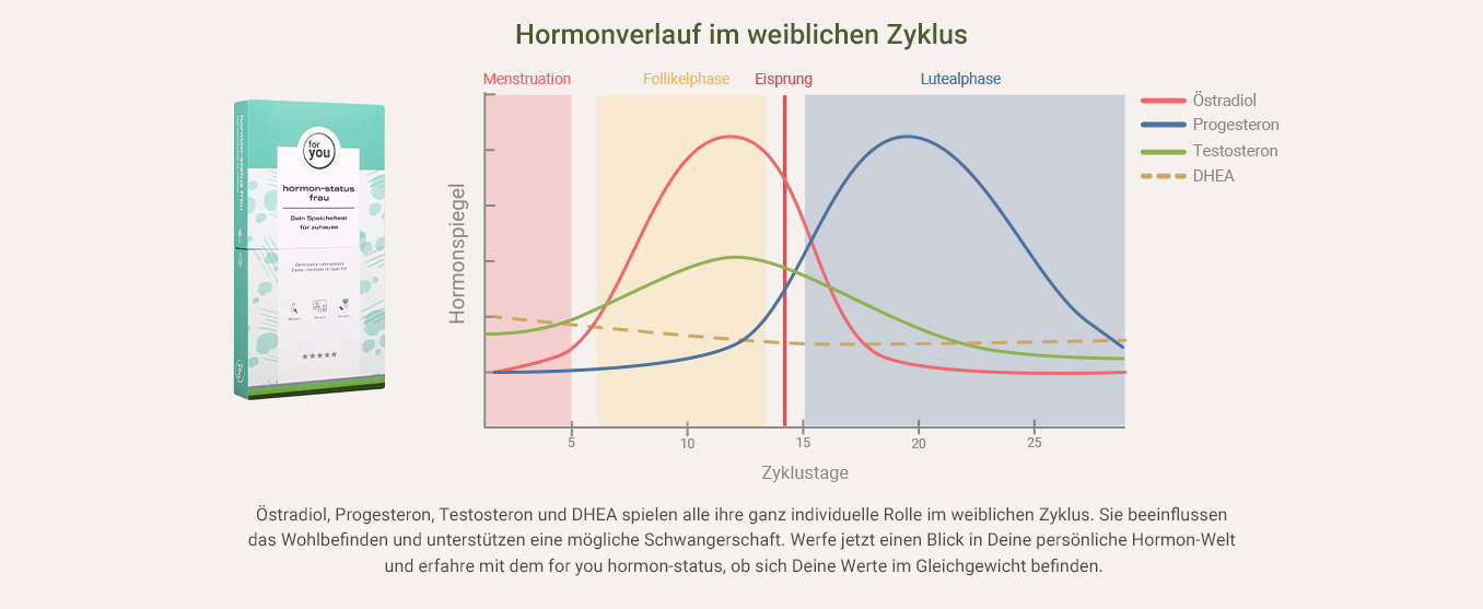 Hormonverlauf im weiblichen Zyklus als Infografik
