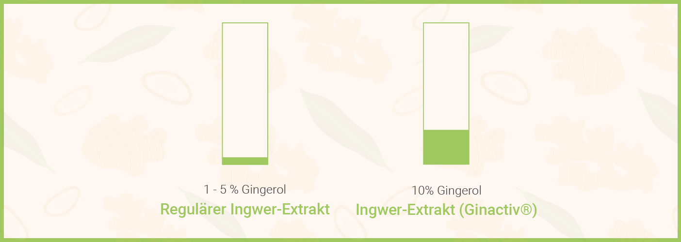 infografik-gingerol-gehalt 