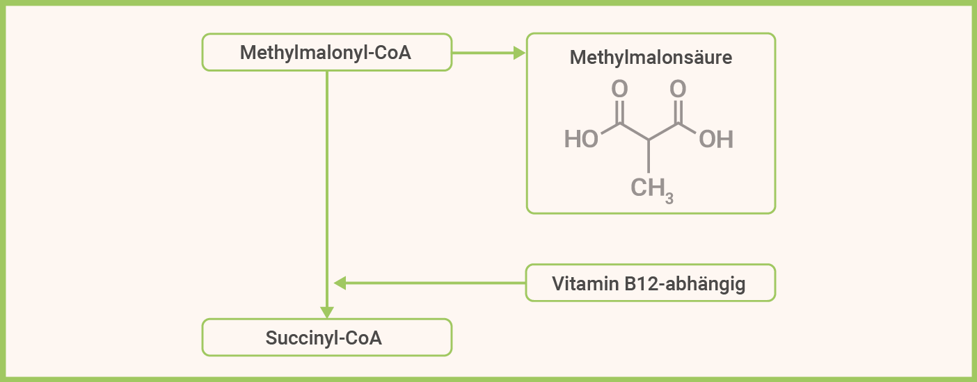 infografik-methylmalonsäure-malonsäure-vitamin-b12-proteinstoffwechsel