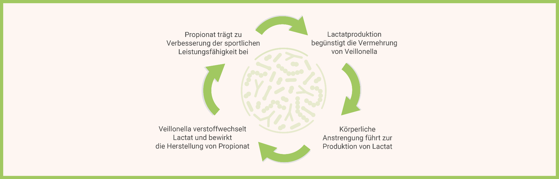 „infografik-veillonella-lactat-propionat-kreislauf-sportler-mikrobiom"
