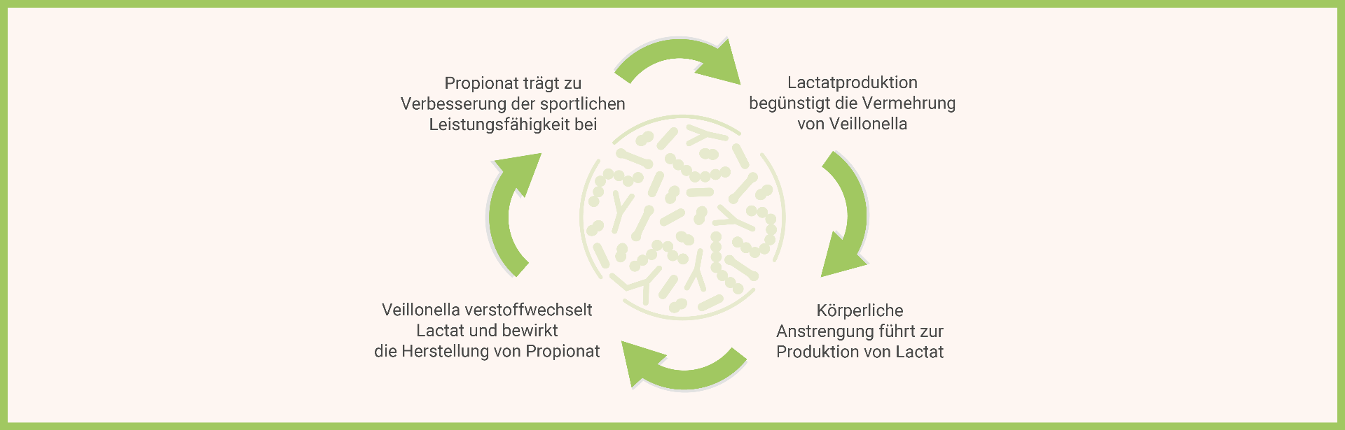 „Infografik: „infografik-veillonella-lactat-propionat-kreislauf-sportler-mikrobiom"