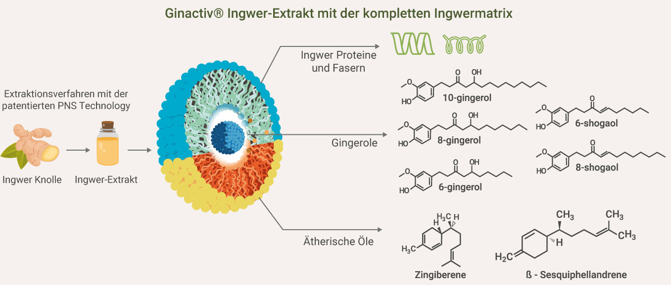 Ingwer Extrakt - Ingwermatrix