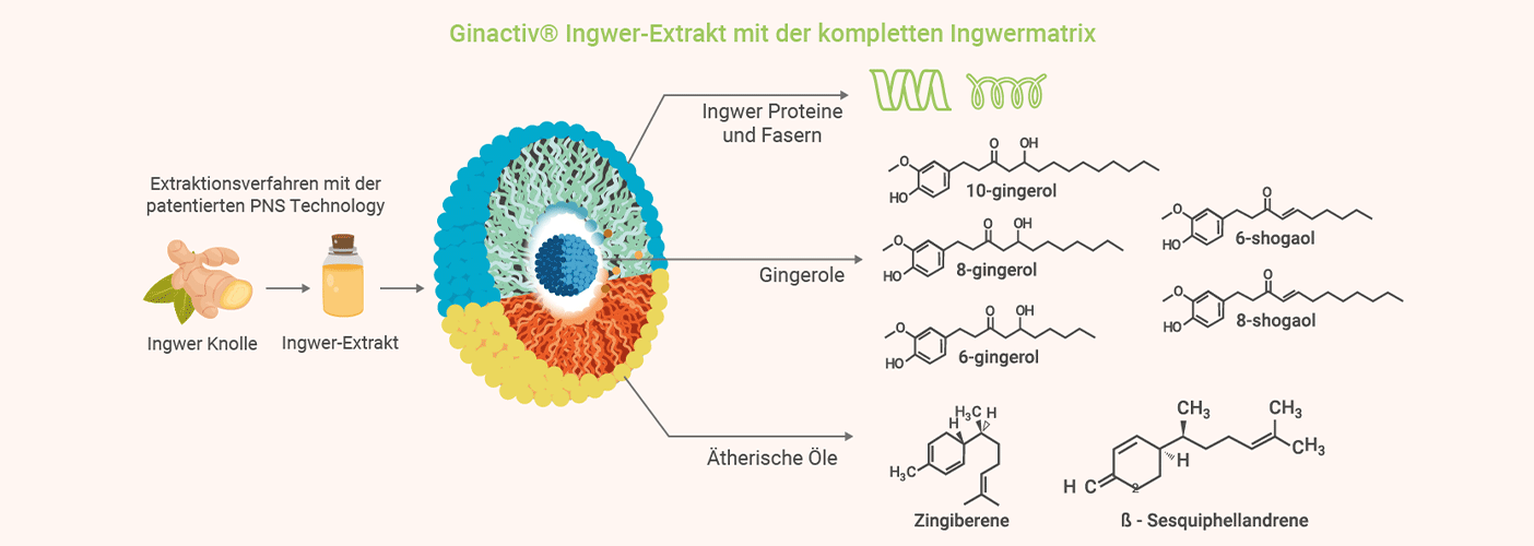 Ginactiv Ingwer-Extrakt Ingwer Extrakt - Ingwermatrix