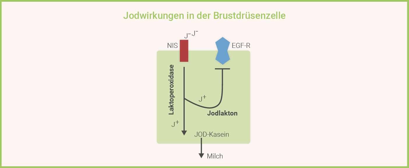 Jodwirkungen in der Brustdrüsenzelle Jodwirkungen in der Brustdrüsenzelle