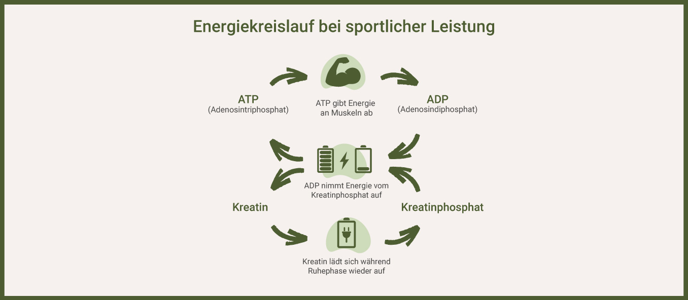 Infografik zeigt wie Kreatin im Energiekreislauf wirkt