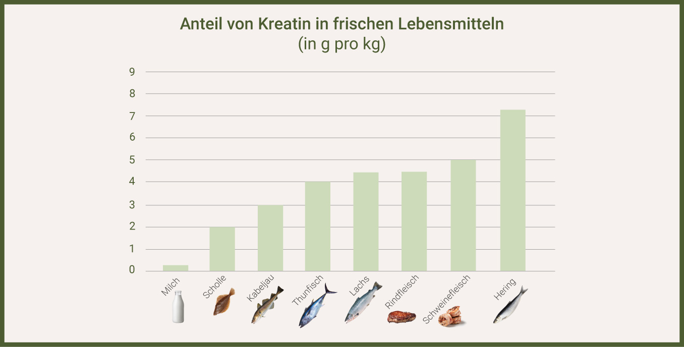 Infografik zeigt in Tabellenform, welche Lebensmittel Kreatin enthalten
