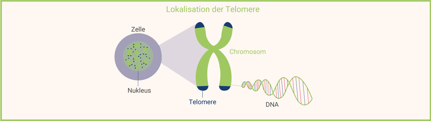 Lokalisation-Telomere