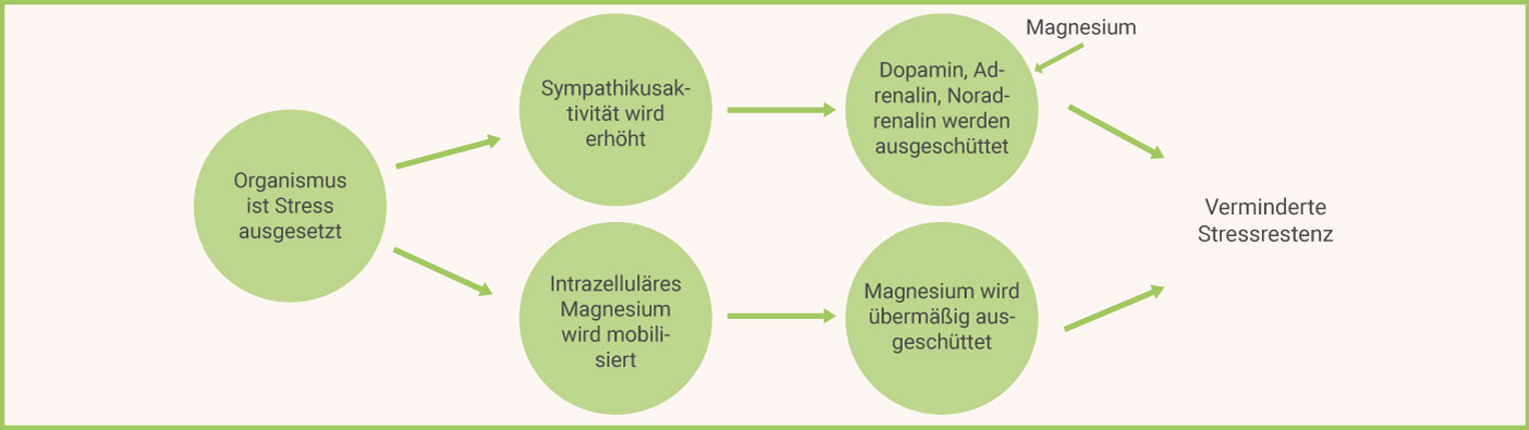 Magnesium Mangel Magnesium Mangel