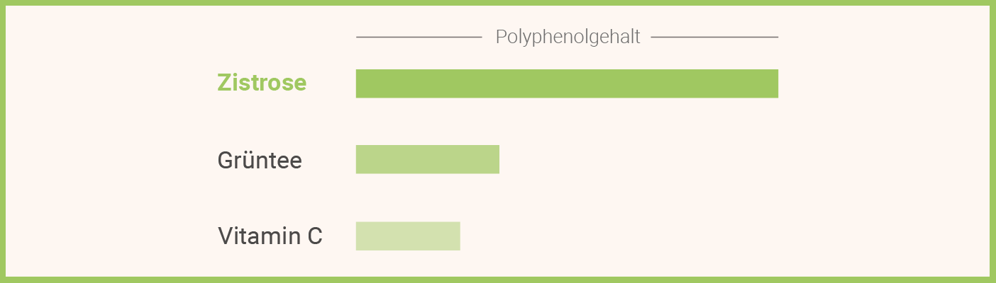 Infografik: Diesen Polyphenolgehalt hat Zistrose