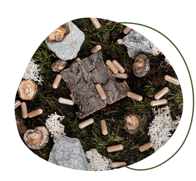 AHCC Myzel-Extrakt aus Shiitake Pil ahcc-shiitake-vitalpilz