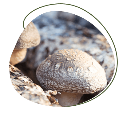 AHCC® Shiitake Pilz ahcc-kapseln