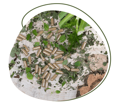 Darmflora Kapseln - Pflanzenextrakten