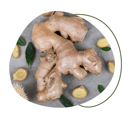 Ingwer-Extrakt antioxidativ Ingwer Extrakt Kapseln