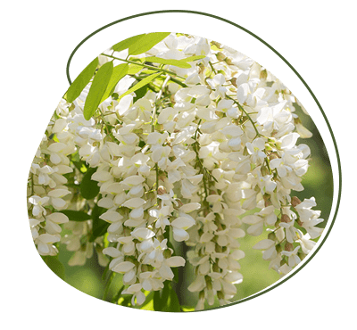 Quercetin kaufen aus Japanischen Schnurbaum