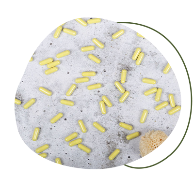 Quercetin Kapseln kaufen