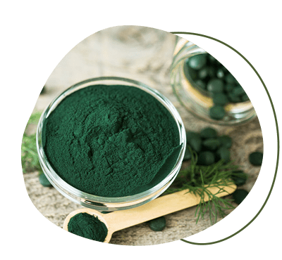 Immunsystem stärken mit Spirulina Spirulina Tabletten zum Immunsystem stärken