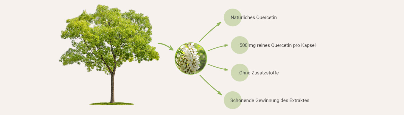 Quercetin Kapseln