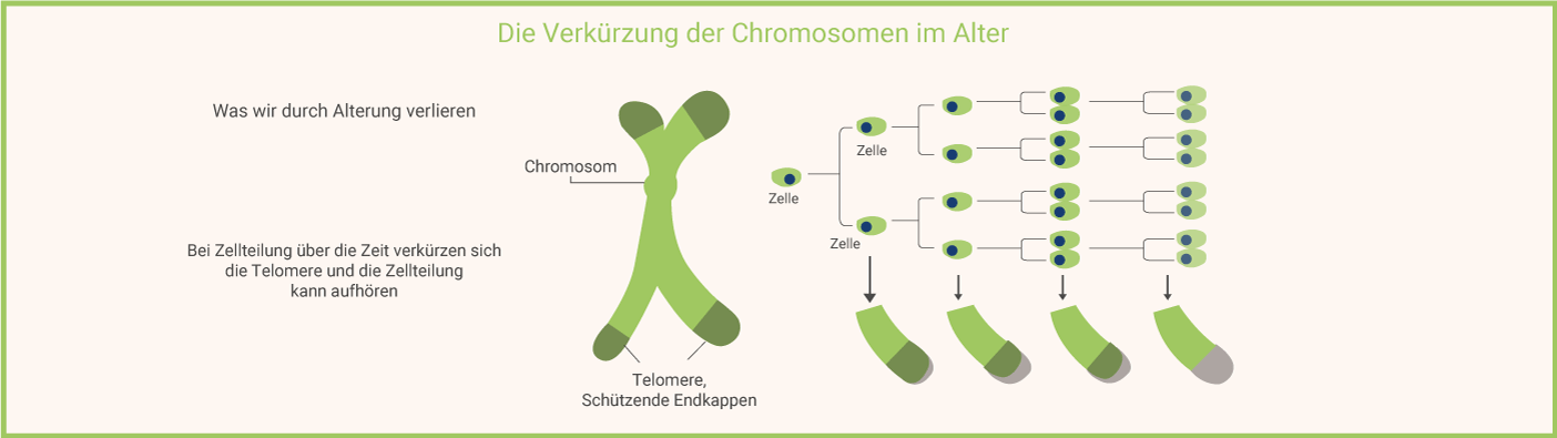 Telomere-Verkürzung