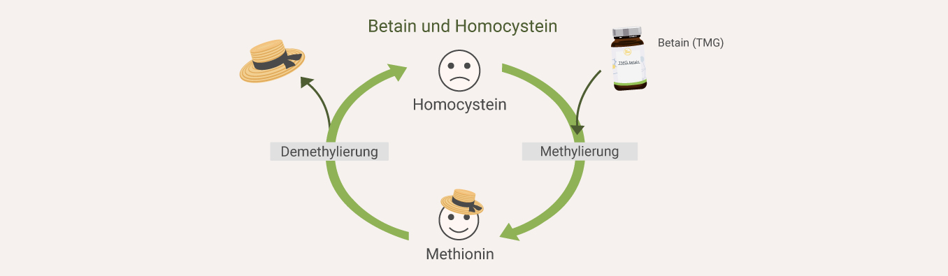 Betain und Homocystein Betain und Homocystein