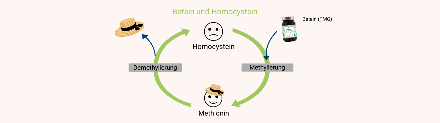 Betain und Homocystein