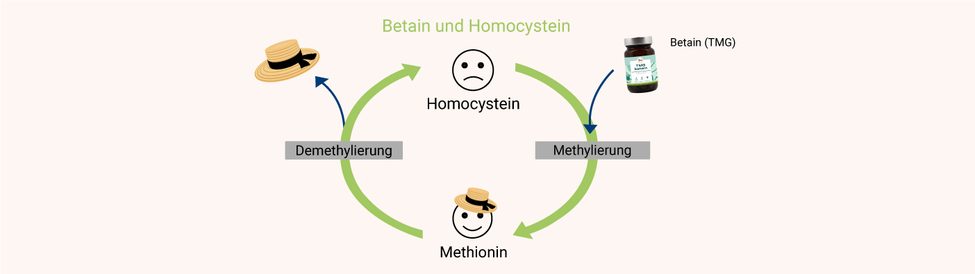 Betain und Homocystein Betain und Homocystein