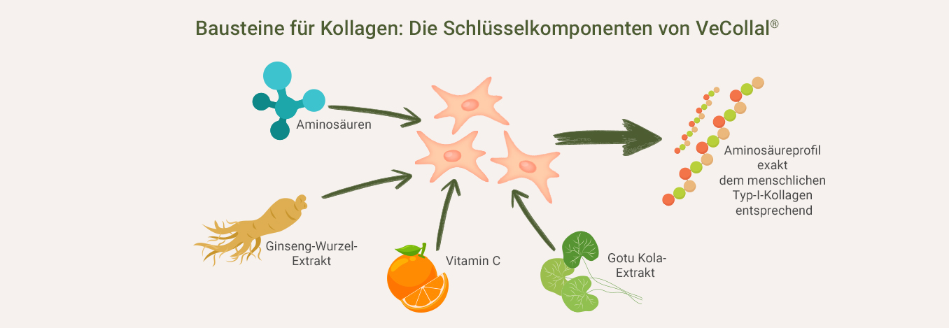 Veganes Kollagen Pulver mit VeCollal® Infografik: Veganes Kollagen Pulver mit VeCollal®