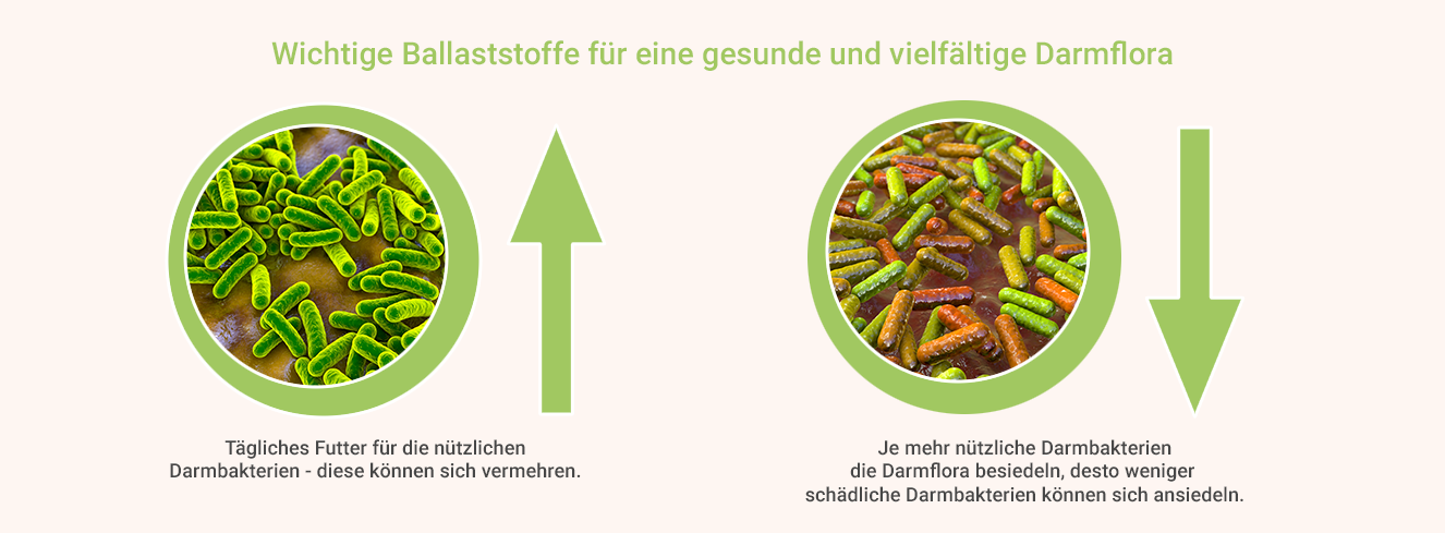 Wichtige Ballaststoffe für die Darmflora Wichtige Ballaststoffe für die Darmflora