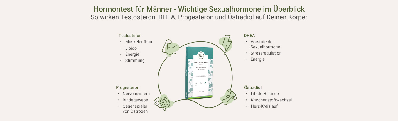 Wirkweise männlicher Hormone als Infografik
